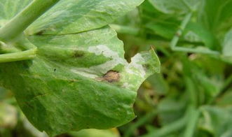 荷兰豆苗叶子发黄，缘由探究