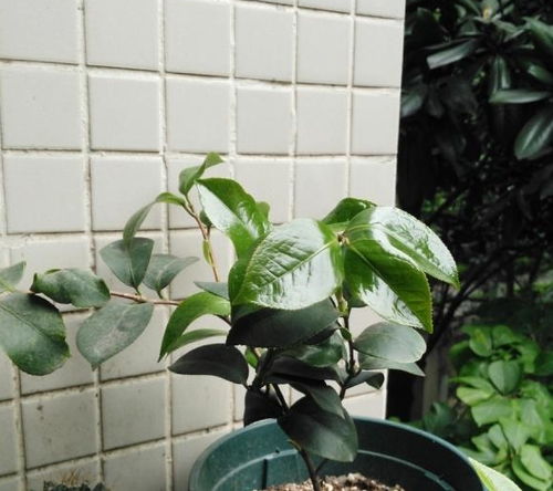 茶花换土换盆：新手也嫩轻松上手的小技巧