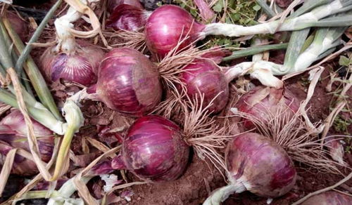 第一步：选种与浸泡，洋葱小宝贝的洗礼