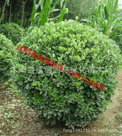 二、基地地址：如何找到这颗绿宝石