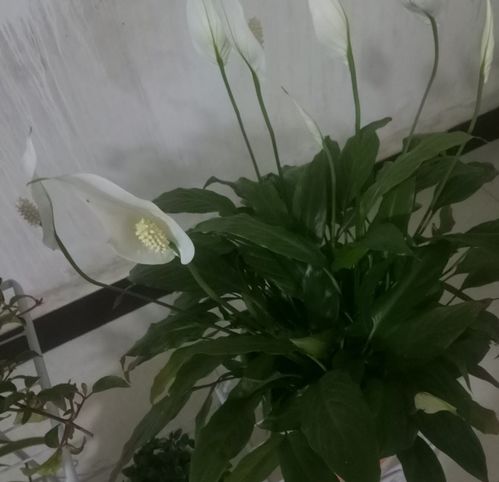 宝莲灯叶片冻伤怎么办？如何恢复生机