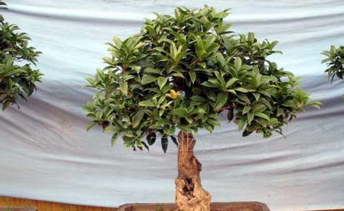 南北差异的应对方法