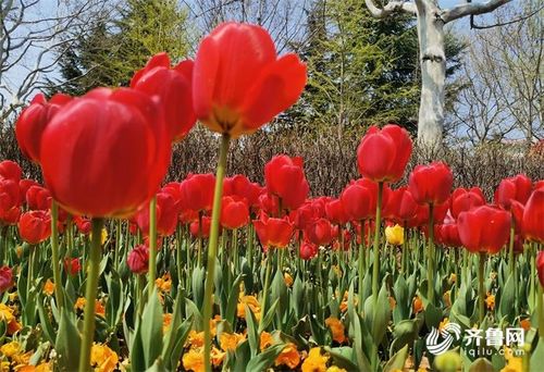 红黄郁金香花为何既代表美丽又充满神秘传说