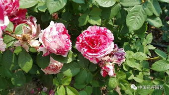 月季文化节，精彩纷呈