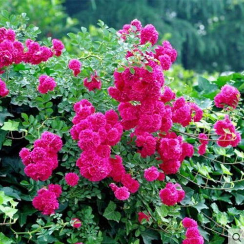 山东地区的花种宝库