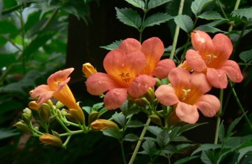 大花凌霄花，色彩斑斓