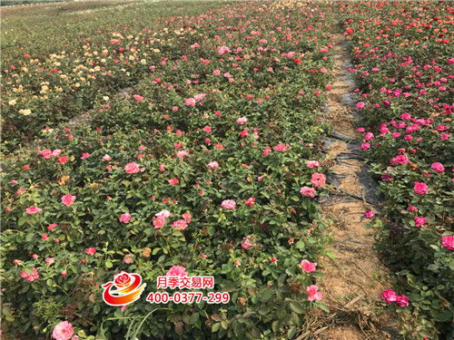 农业大家庭里的新成员