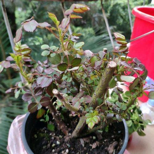 养壮枝条， 花苞不宜留