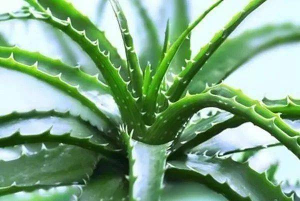 想养好芦荟？这几个芦荟养殖方法你真的了解吗