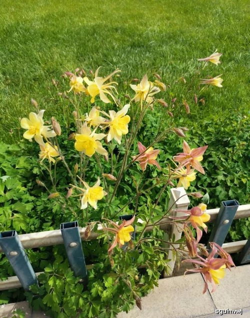 1. 耧斗菜：野花中的精品