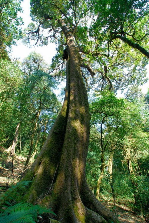 揭秘：成熟榆树种子为何是黄绿色？