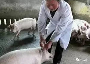 低蛋白日粮少加豆粕，猪场为何越喂猪越瘦、腹泻越多？