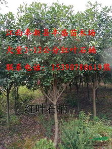 奉新县丰盛苗木， 5公分红叶石楠，有效期2025-8-5