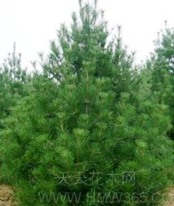 蓝田白皮松的独特魅力