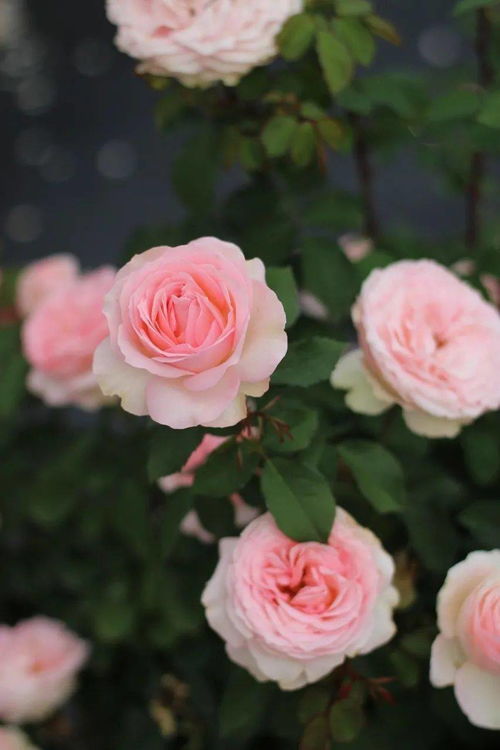 月季花， 美国育种家James A. Sproul的奇思妙想