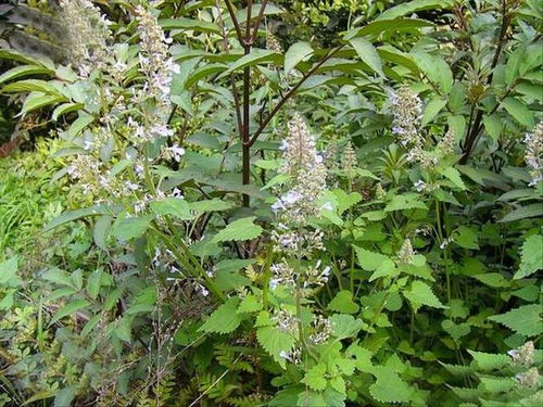 铜钱草：绿植界的神奇功效与多面作用解析
