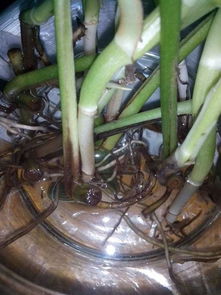 烂根了 土壤也得换