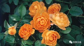 月季花品种多， 各有特色