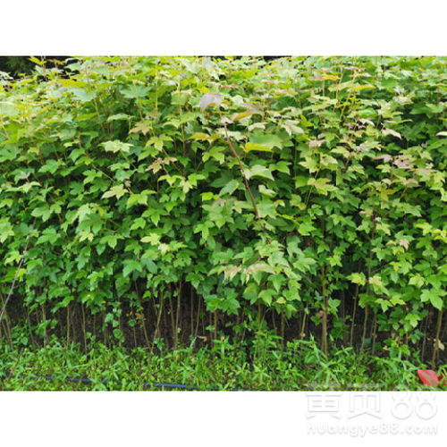 枫香树苗：价格亲民， 美观又大方