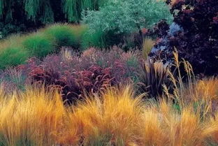 推荐耐阴又美观的草种