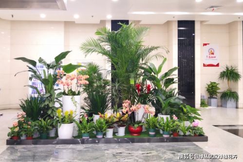 绿化植物的选择与养护