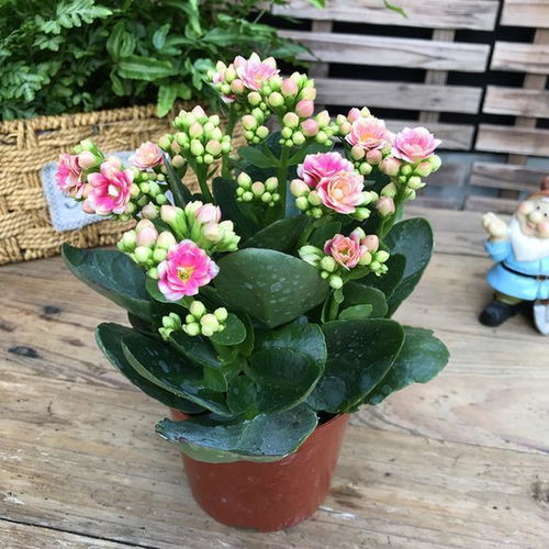 揭秘那些越虐长得越疯的花，6月份种花必死的原因竟然是这个！