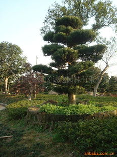 优质18公分罗汉松， 造型罗汉松价格咨询