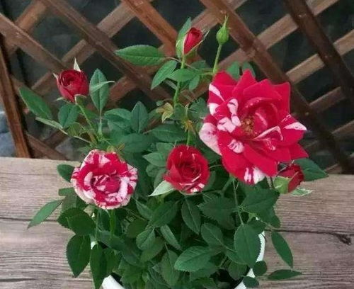 夏季月季花是否需要施肥？夏天月季花停止生长后还需要施肥吗