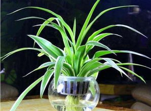 金边吊兰养护攻略：长得旺盛的秘密武器