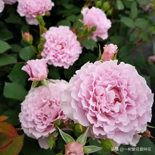 复花速度快：花开花落， 永不停歇