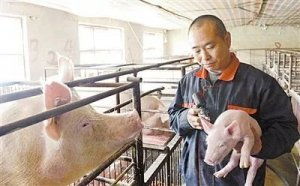 仔猪防疫：疫苗注射、消毒、隔离