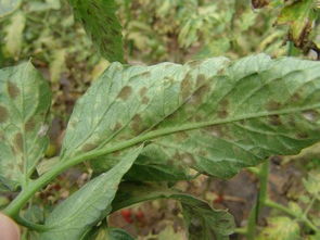 苯醚甲环唑：番茄叶霉病的克星？