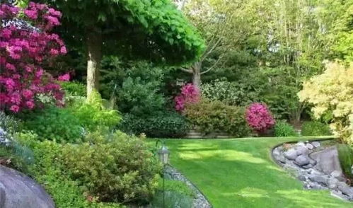 宝莲灯花：香飘万里的美丽使者