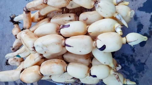 莲藕采挖神器，种类多