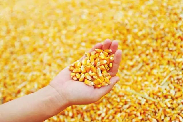 高粱、玉米、大豆营养价值各有千秋