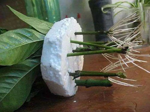 生根水，小瓶子有大作用