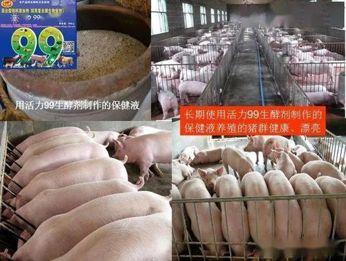 霉变饲料可以用活力99生酵剂发酵吗，特别是发霉玉米？