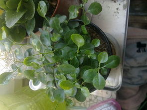 玉龙草繁殖：播种与分株两相宜