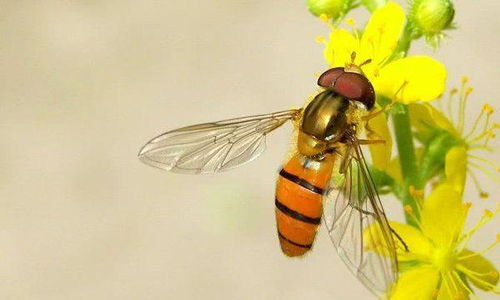 蜜蜂娇气， 用药需谨慎