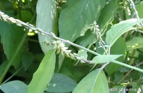 从山野到市集， 疗愈的旅程
