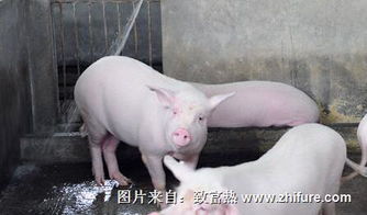 母猪带毒垂直传播导致猪瘟疫苗无效吗？