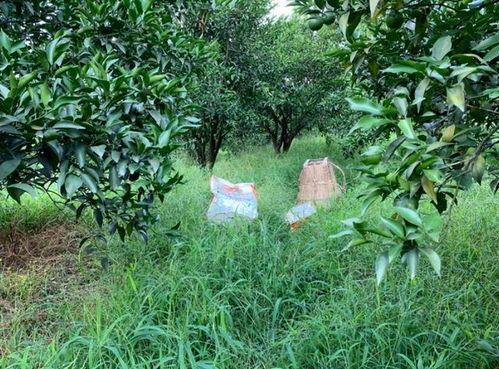 复合肥料， 开花前一个月开始施