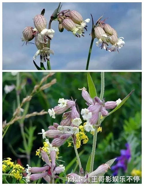 健康快乐的花有哪些？如何挑选表达健康快乐的花卉