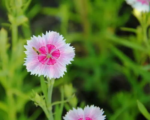 石竹的土壤要求