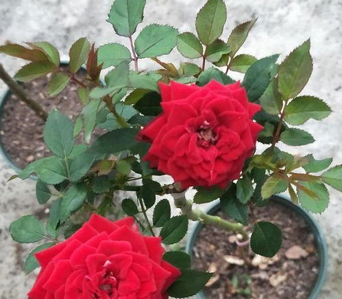 土壤大作战，哪种土壤Zui适合月季？