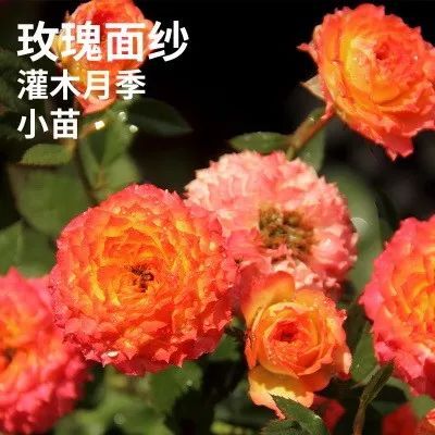 月季容器苗与传统大田育苗的对比优势