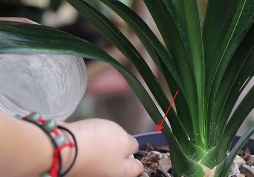 君子兰施肥的骨粉使用技巧