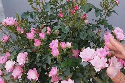 月季的花朵色彩斑斓，品种繁多