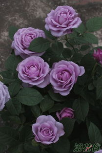 2、 水星王阳台月季