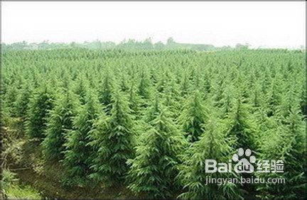 选择苗木的几个关键点